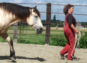 Het horsefulness-trainingssysteem - Het Vrije Werk - Los Leiden
