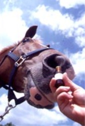 aromatherapie voor paarden
