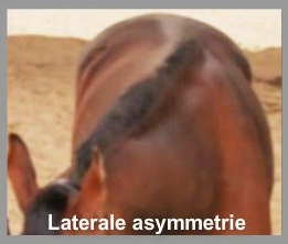 laterale asymmetrie van het paard