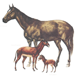 De evolutie van het paard