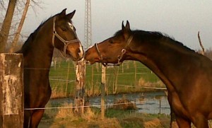 De paarden van Sarah: Dahlia en Macho