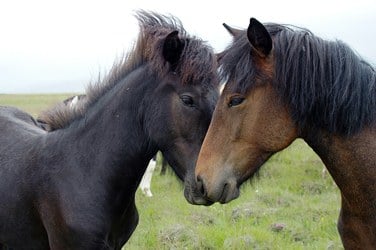 paarden ruiken aan elkaar als ze elkaar ontmoeten