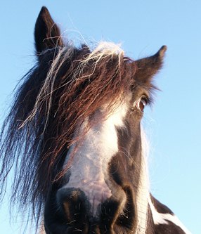 een paard heeft heel beweeglijke oren