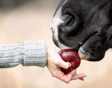 Geef je paard een gezonde voedselbeloning!