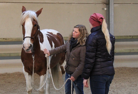 paarden trainen zoek een partner