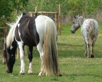 communiceren-afstand-paarden